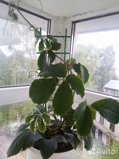 Тетрастигма вуанье