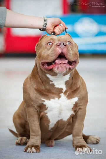 Чемпион авкс Вязка американский булли