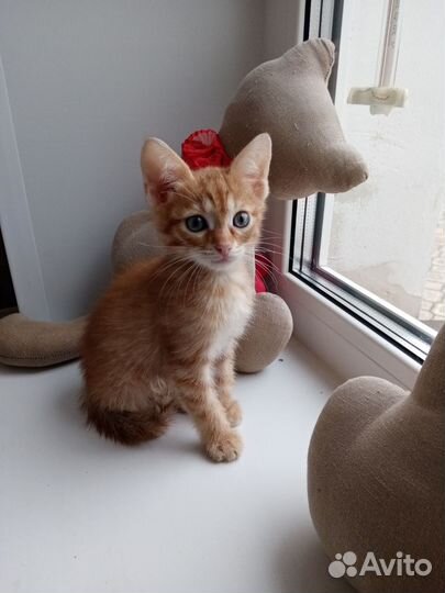 Котята ищут дом