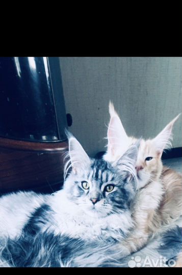 Мейнкуны полидакты и классики котята и вязка