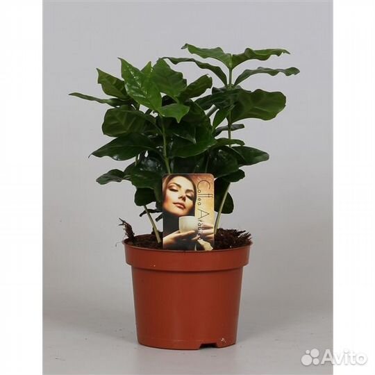 Кофе арабика 12 30