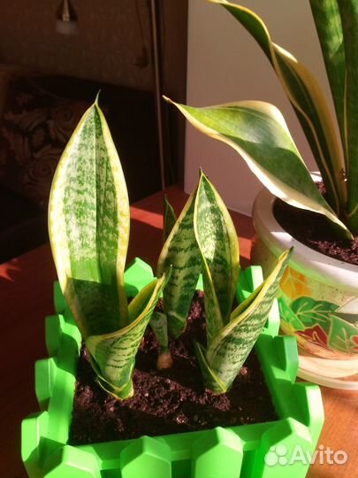Сансевиерия сортовая