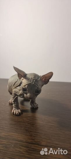 Канадский сфинкс