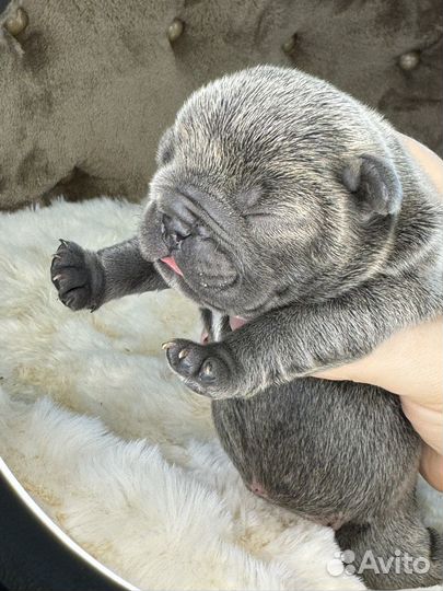 Французский бульдог в голубом окрасе