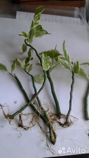 Педилантус, отростки с корнем