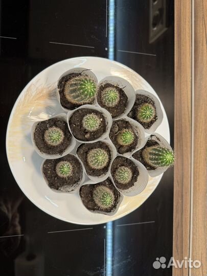 Кактусы и суккуленты