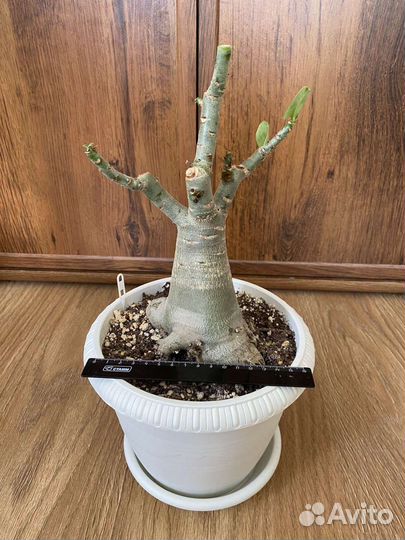 Адениумы- осьминоги взрослые