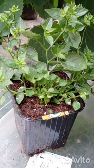 Кампанула Невеста