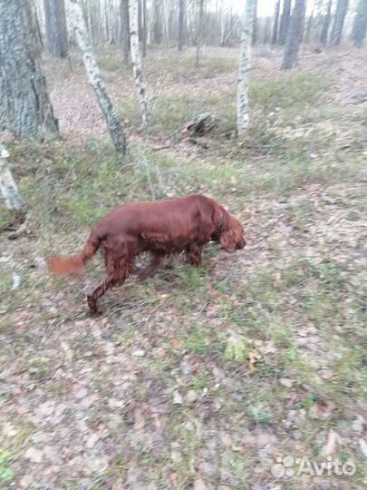 Ирландский сеттер