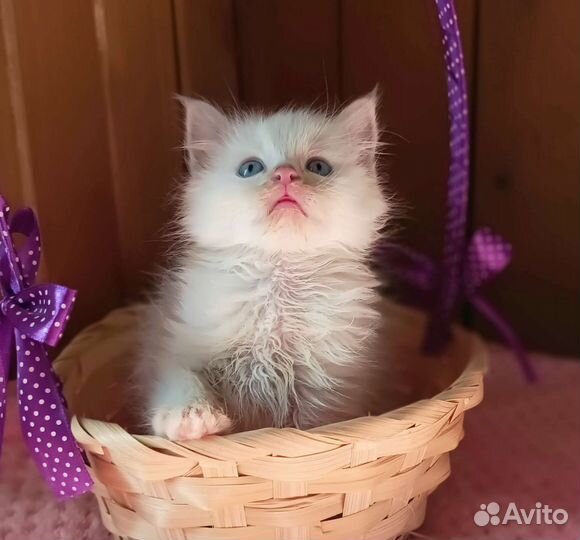 Невские котята