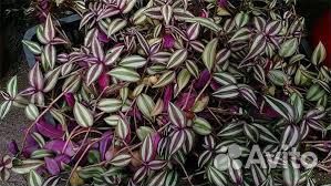 Традесканция зебрина