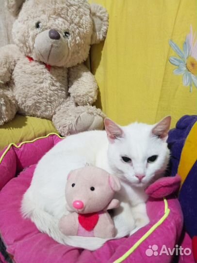 В добрые ручки