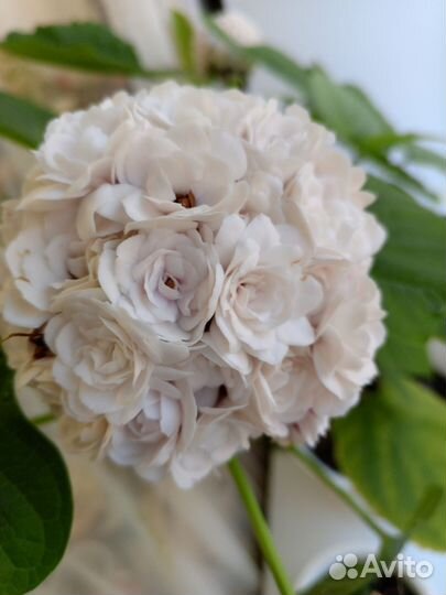 Клеродендрум филиппинский