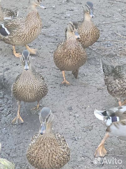 Подсадные утки