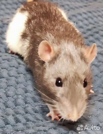 Крысы бесплатно
