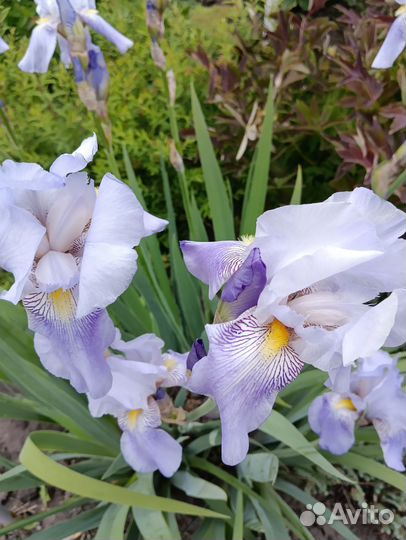 Ирисы