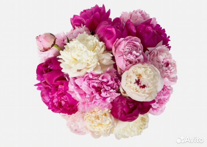 Пионы для подарка