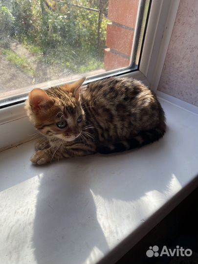 Бенгальские котята