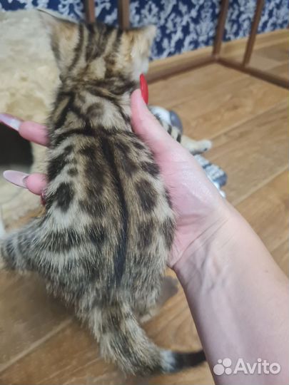 Бенгальская кошка