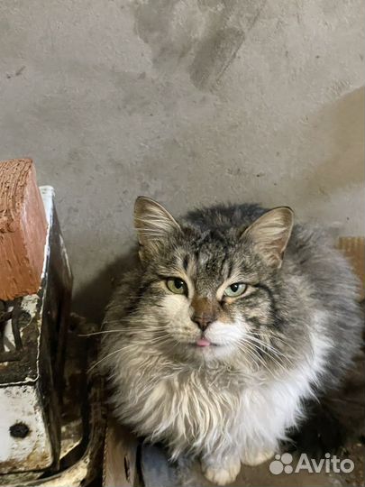 Котик полкидыш ищет добрую семью