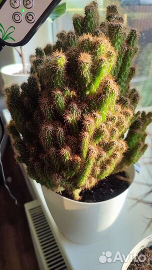 Суккуленты