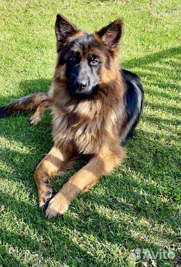 Немецкая овчарка длинношерстная
