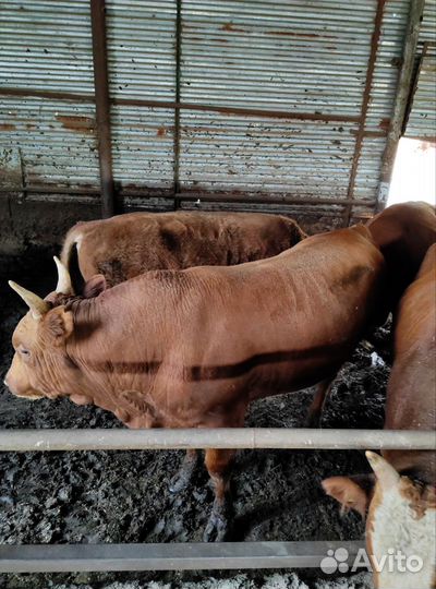 Продажа крс быки