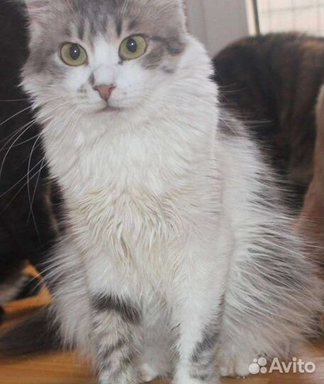 Кошка Пеночка. Ставрополь. Ищем ручки