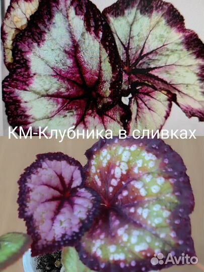 Бегонии км, часть 2