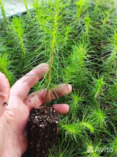 Сеянцы сосны и ели зкс