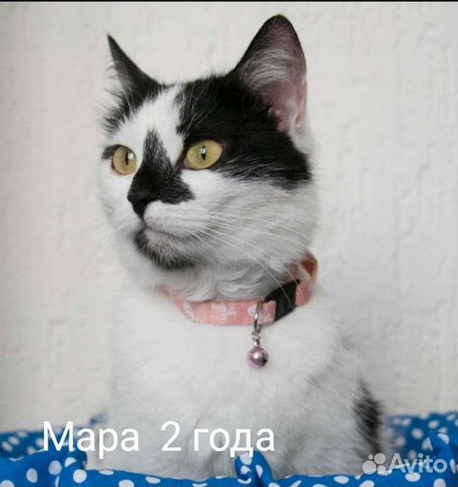 Кошечка Мара