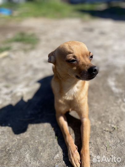 Вязка мини тойтерьер мальчик