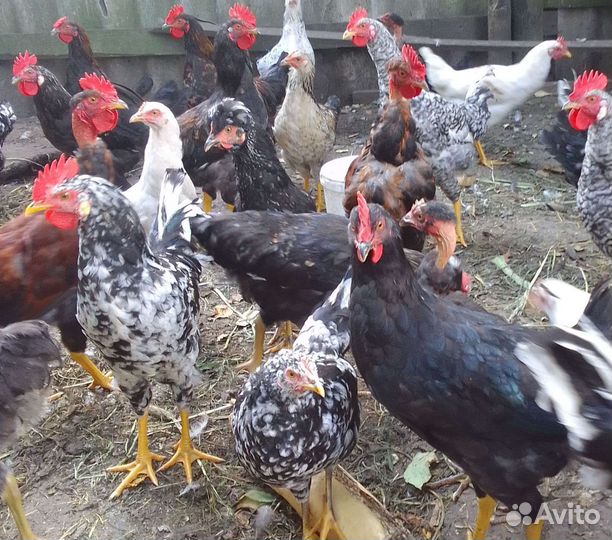 Молодые петушки