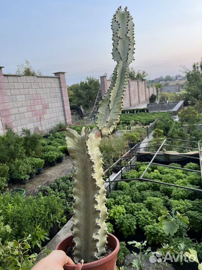 Эуфорбия вариегатная