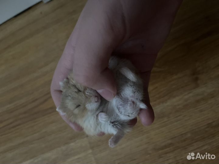 Хомяк с клеткой