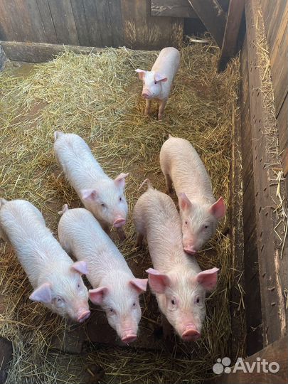 Живым весом