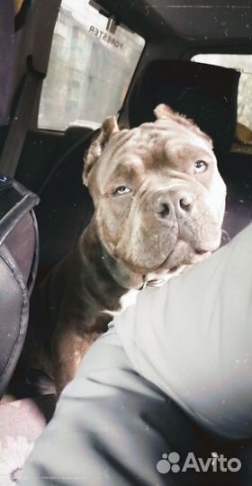 Американский булли покет