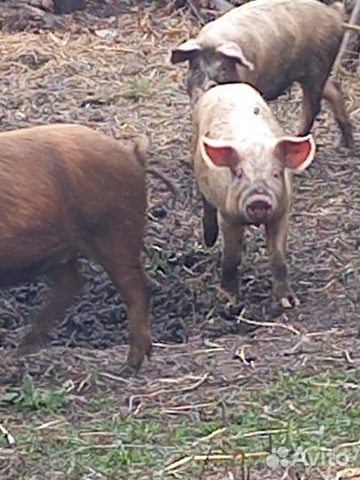 Продам хряка