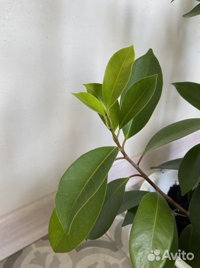 Фикус микрокарпа гинсенг