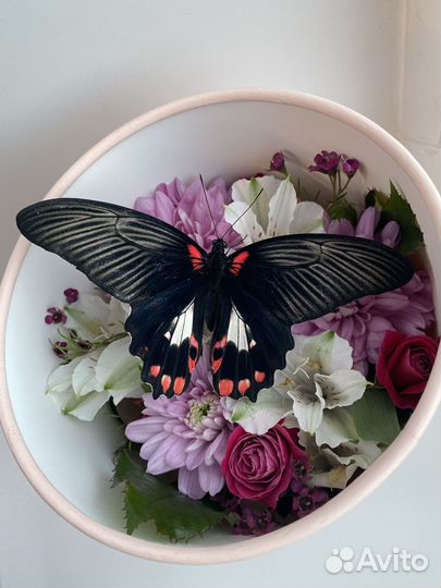 Живые бабочки подарок
