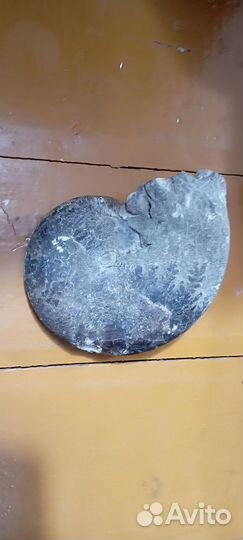 Окаменелый аммонит