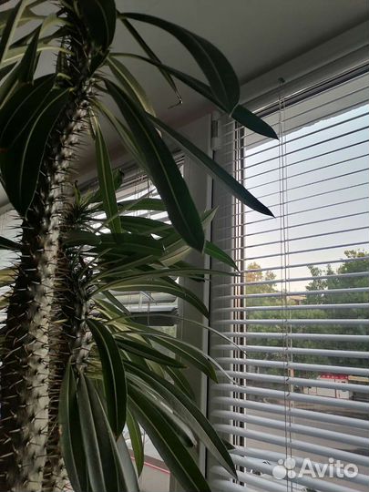 Пахиподиум Ламе