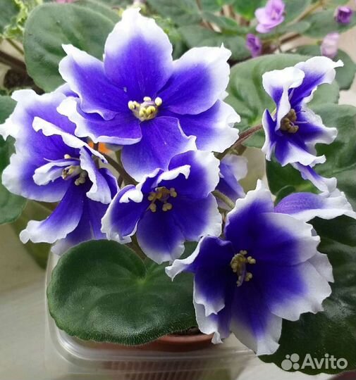 Сортовые фиалки