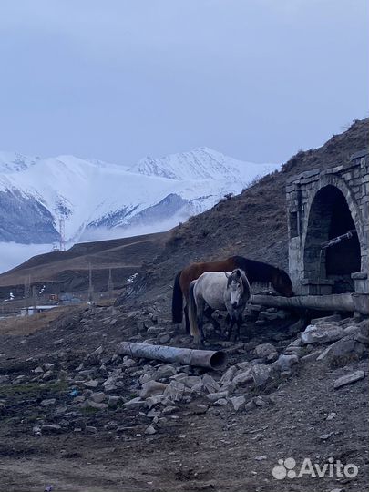 Продаются лошади