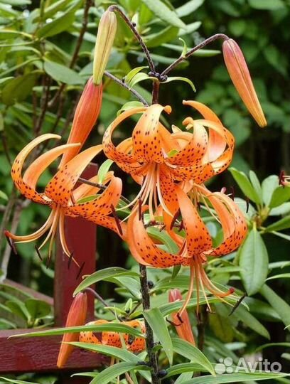 Эхиноцея Барвинок