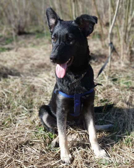 Девочка метис в добрые руки