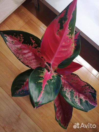 Сортовые аглаонемы