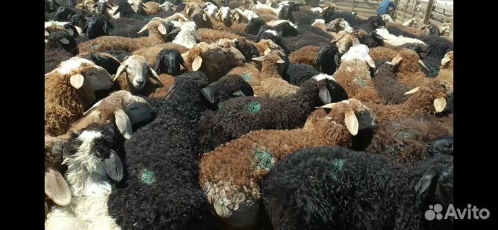 Овцы бараны ягнята