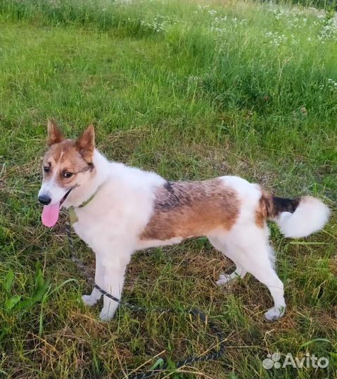 Собака метис лайки