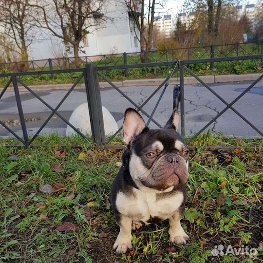 Шикарный квадро шоко тан приглашает на вязку